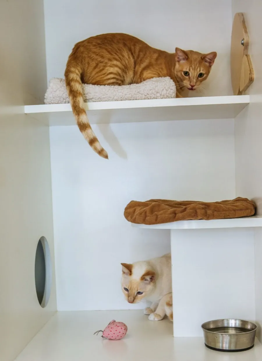 Premium Cat Trees