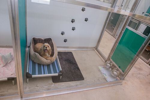 Standard Suite