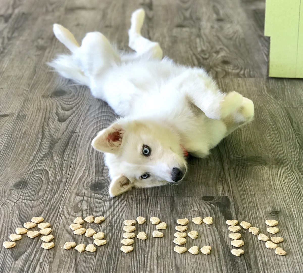 HOME Paw Hills Luxury Pet Hotel & Spa