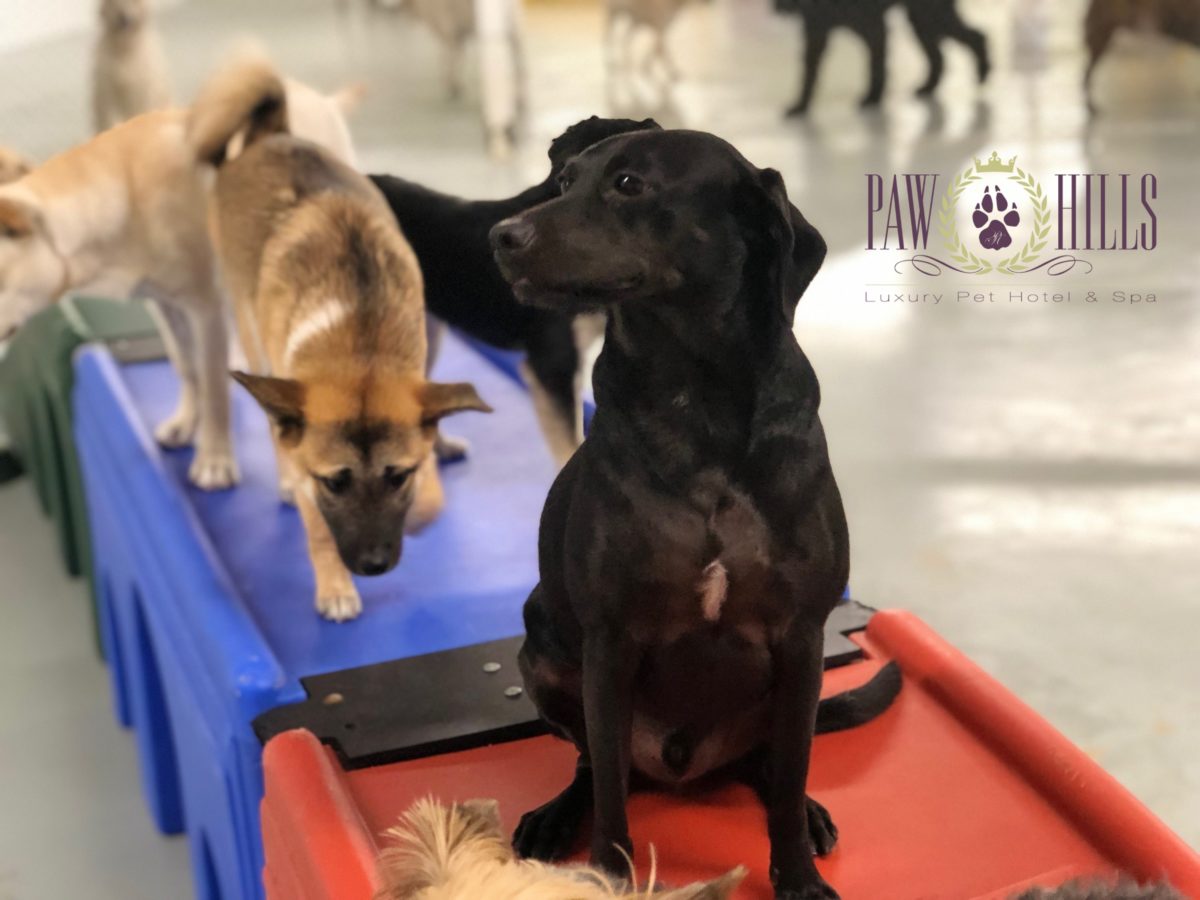 HOME Paw Hills Luxury Pet Hotel & Spa